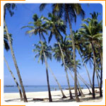 Palm fringed beach, Goa