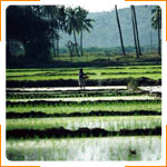 Person Working in Rice Paddies 