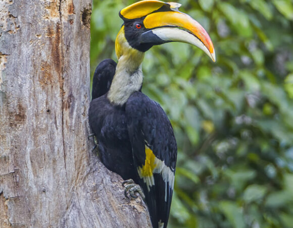 Wildlife of North East